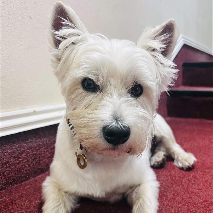 Wally