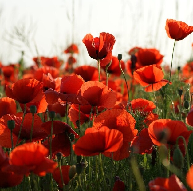 Remembrance day