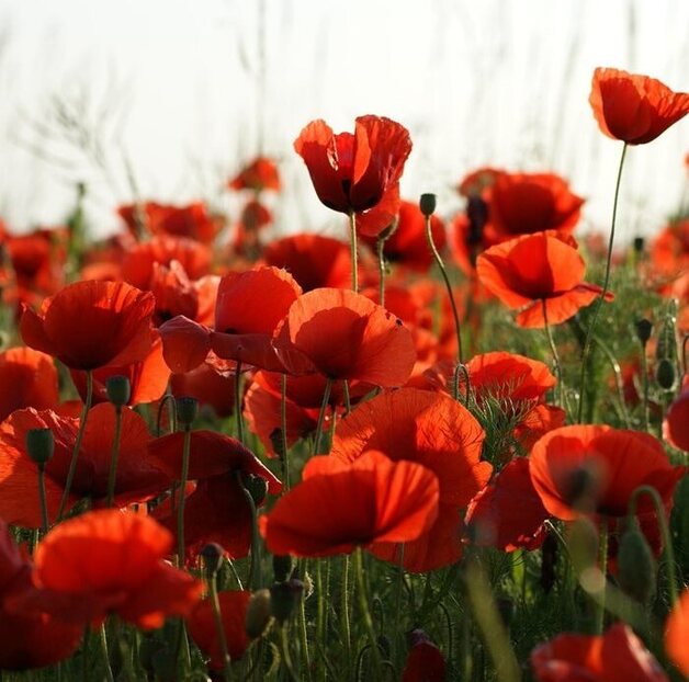 Remembrance day poppy craft 